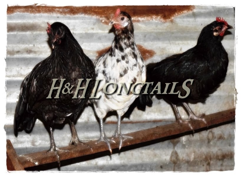 6+ Assorted color Phoenix longtail Chicken hatching eggs L@@K!