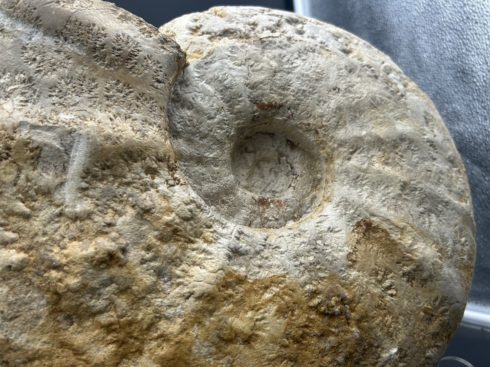 NICE 15.25” Texas Cretaceous Fossil Ammonite, Eopachydiscus Marcianus! Sutures