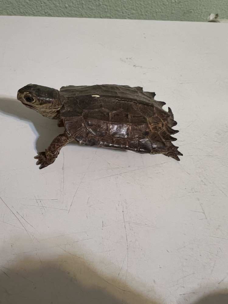 Three different Turtle Figurines