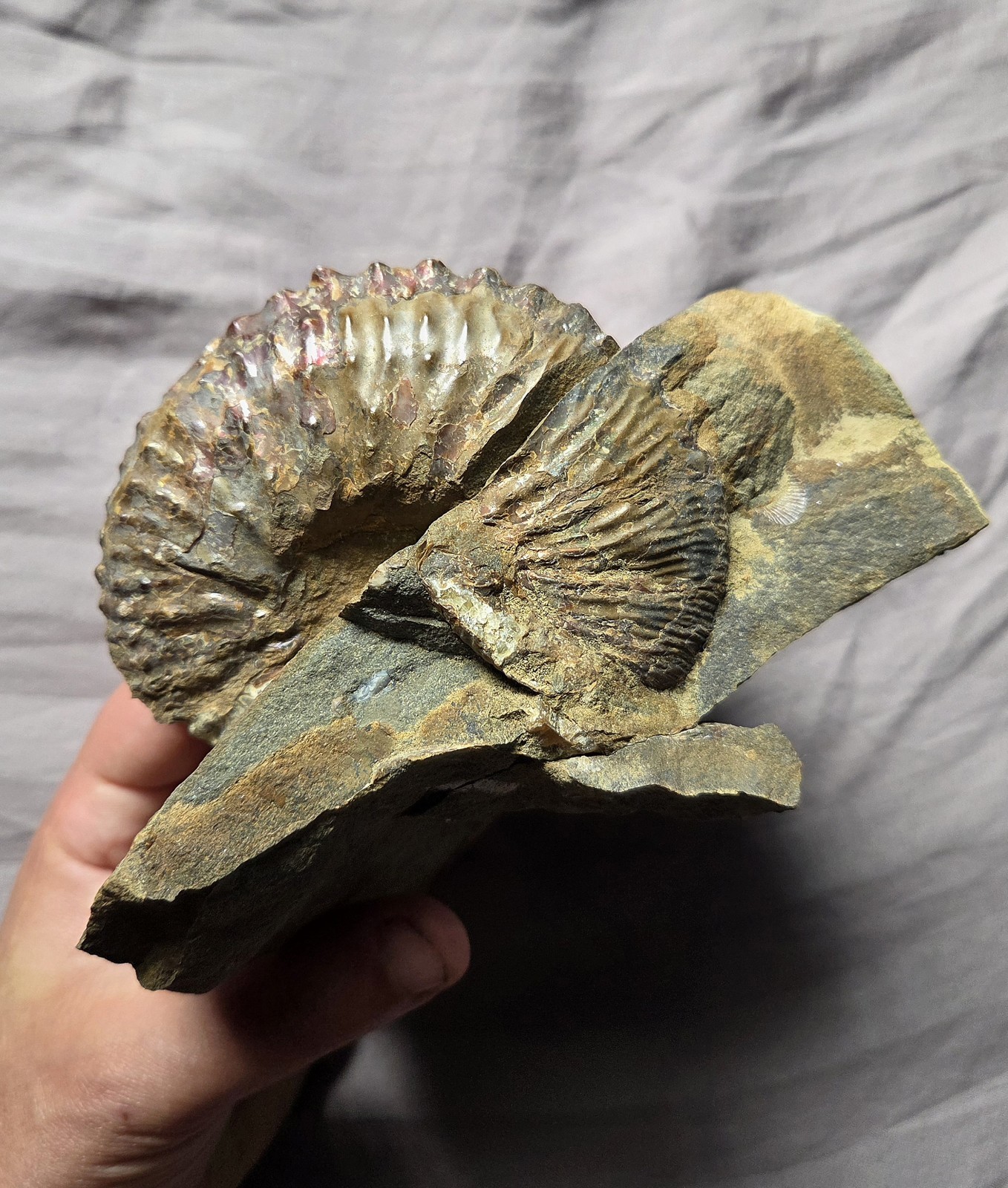 Rare Huge Scaphites Fossil Shell Ammonite From South Dakota Cretaceous