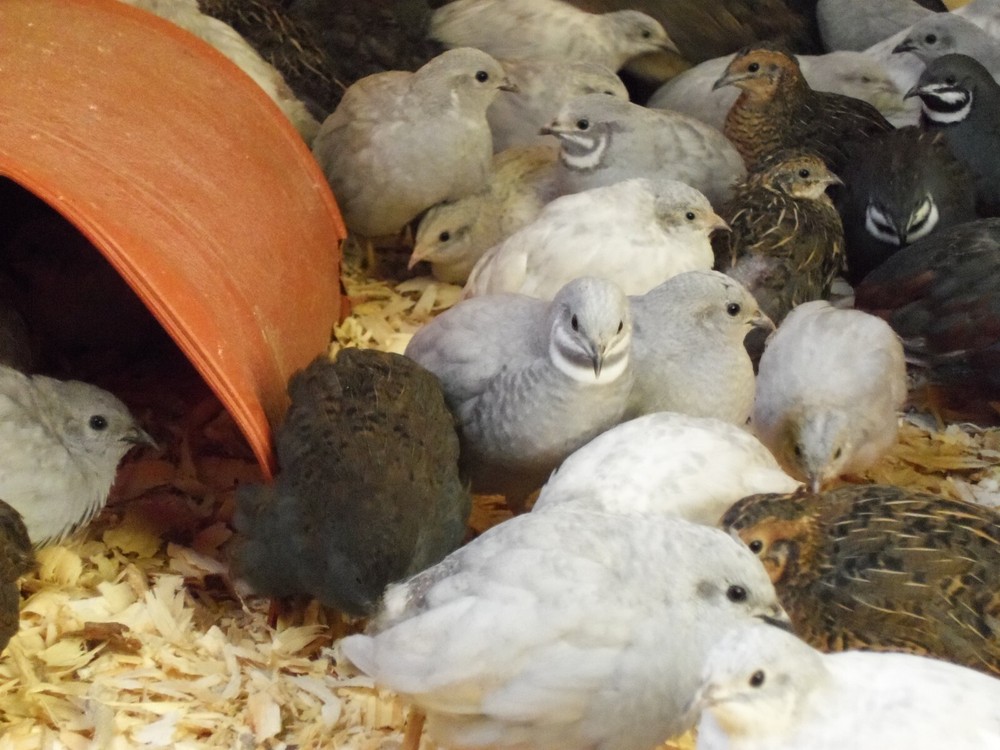 12+ with Up To 8 extra Button Quail Hatching Eggs