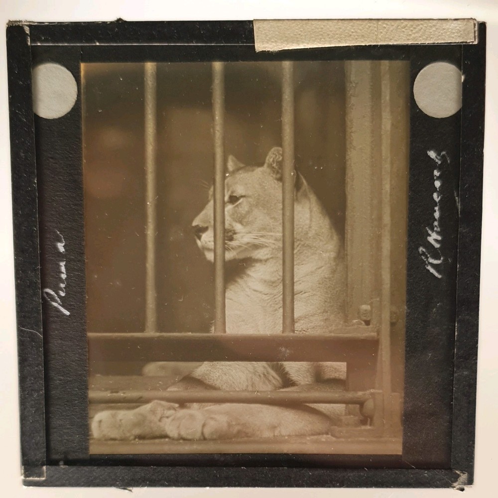 Magic Lantern  Glass Slide Collectable Rare Unique