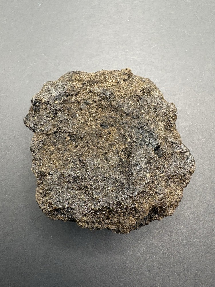 Rancho LaBrea Formation- Hydrophilus sp. (Tar Pit Beetle) Kern County, CA.