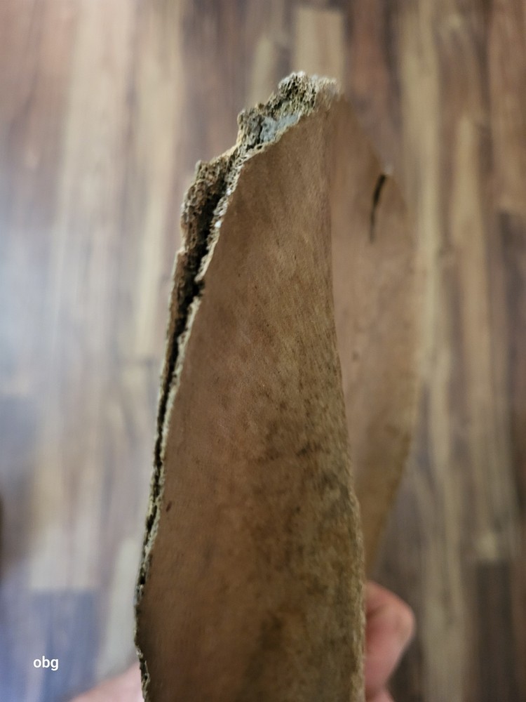 Historic Bison SHOULDER BLADE scapula