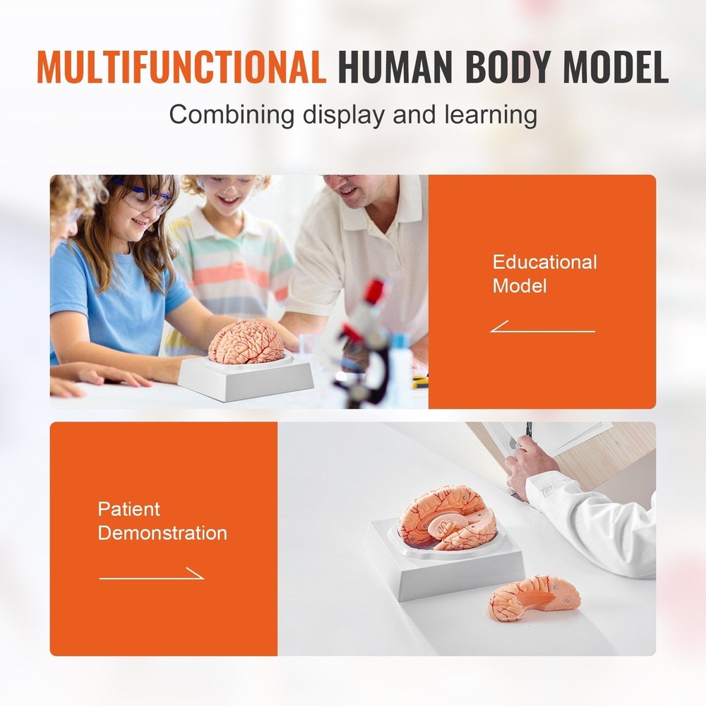 Anatomically Accurate 9-Section Human Brain Model, Life-Size & Labeled