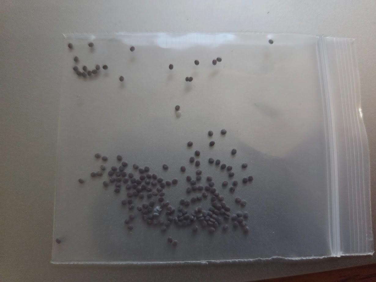 Silkworm Eggs - 100 Count