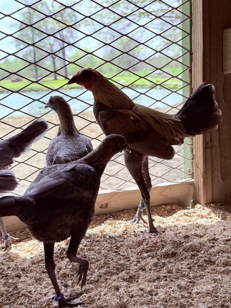 12+ Lemon Blue Modern Game Bantam Hatching Eggs