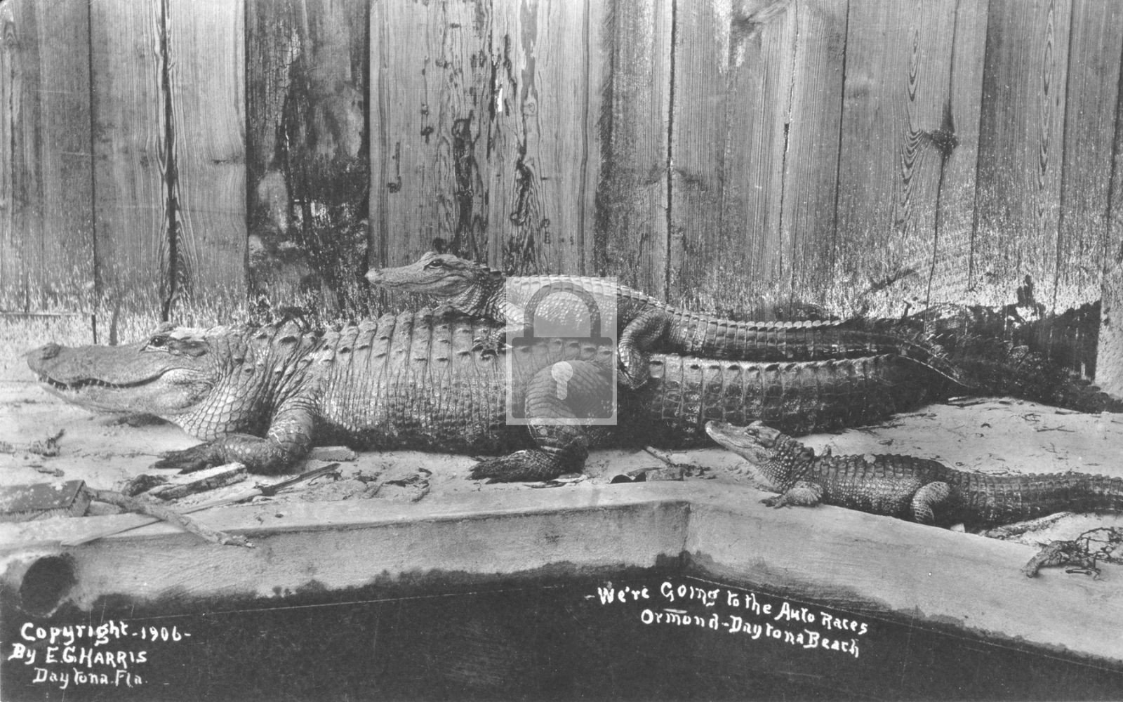 1906 Alligators Going to Auto Race Ormond Daytona Beach Florida FL - Reprint