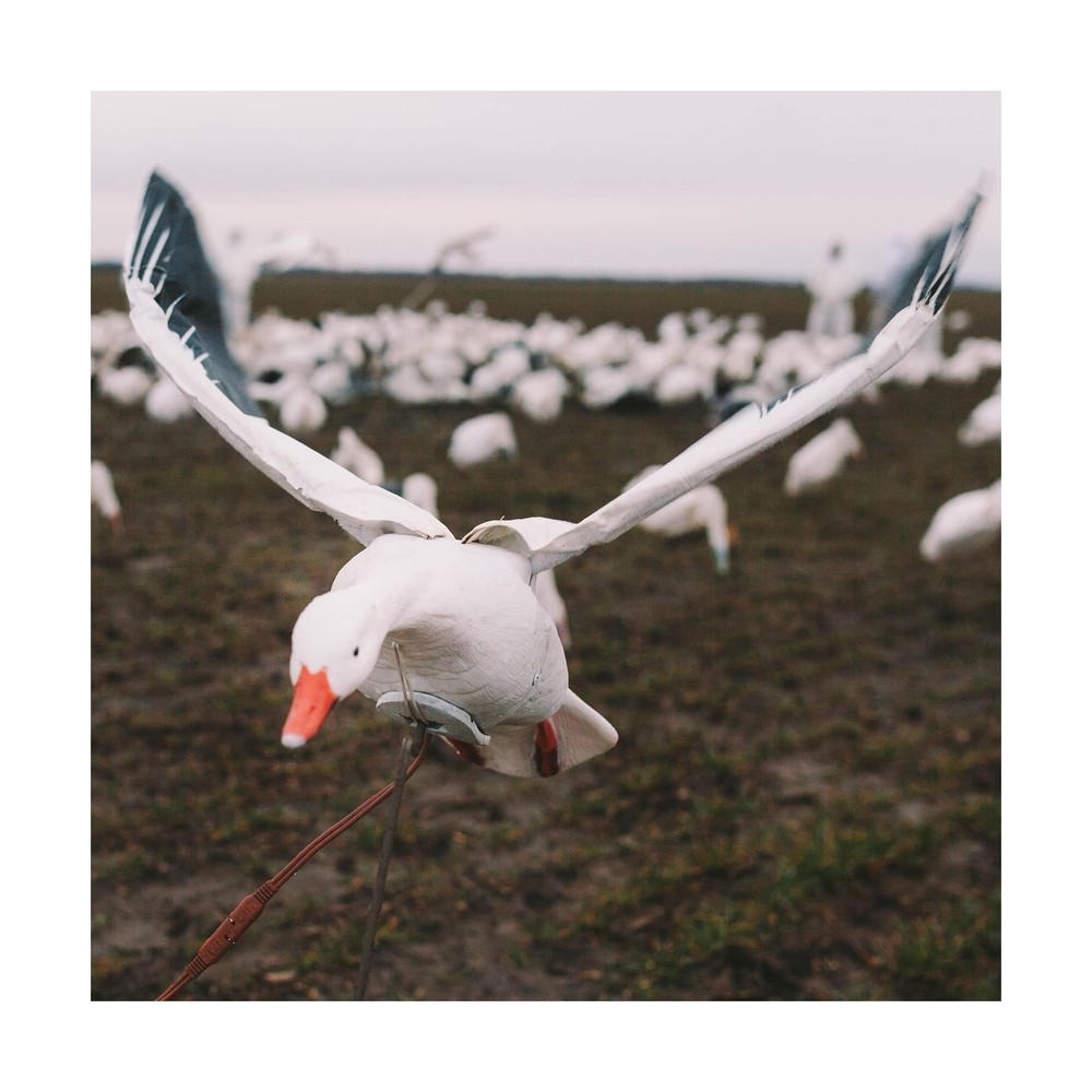 Higdon Outdoors Clone Snow Goose Flapping Motion Decoy with Adjustable Wing S...