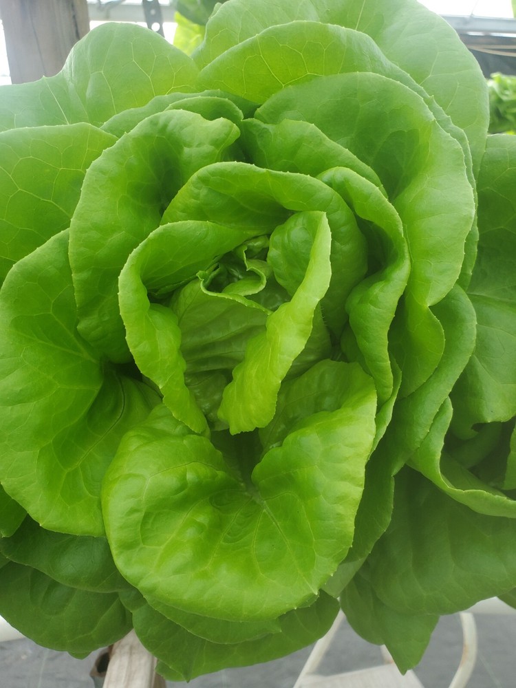 Pure Produce Hydroponic Nutrient solution 64 oz