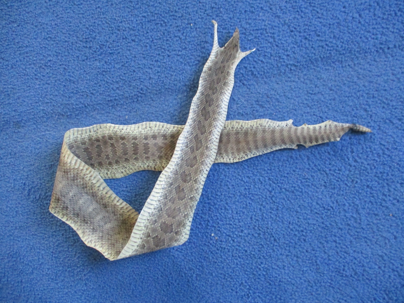 rattlesnake skin prairie rattle snake hide DRY TANNED wrap pen blanks 37 in. R5