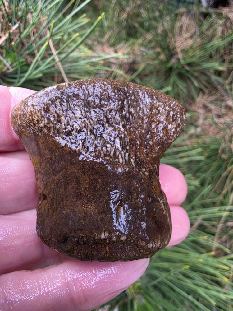 Partially Digested Mosasaur Vertebrae Bones Fossil TX Tylosaur