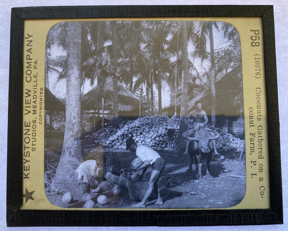 KEYSTONE MAGIC LANTERN SLIDE 58 COCONUT PALMS  1920s