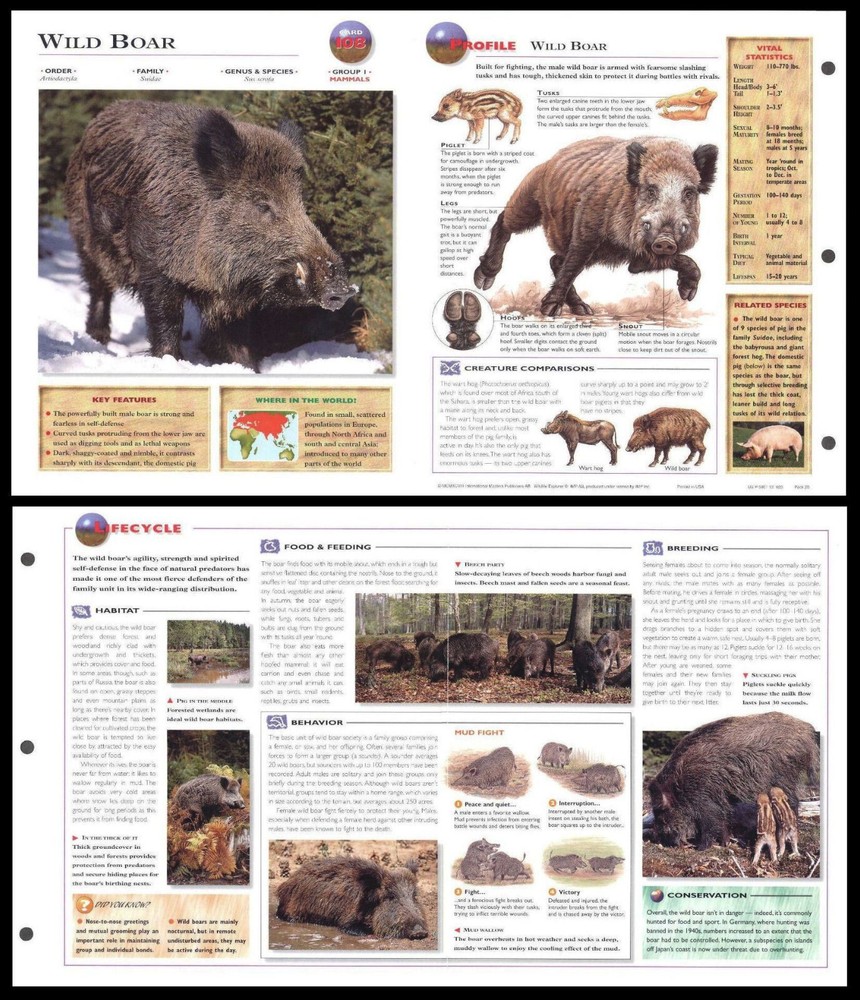 Fold-Out Sheet - Wild Boar - 108