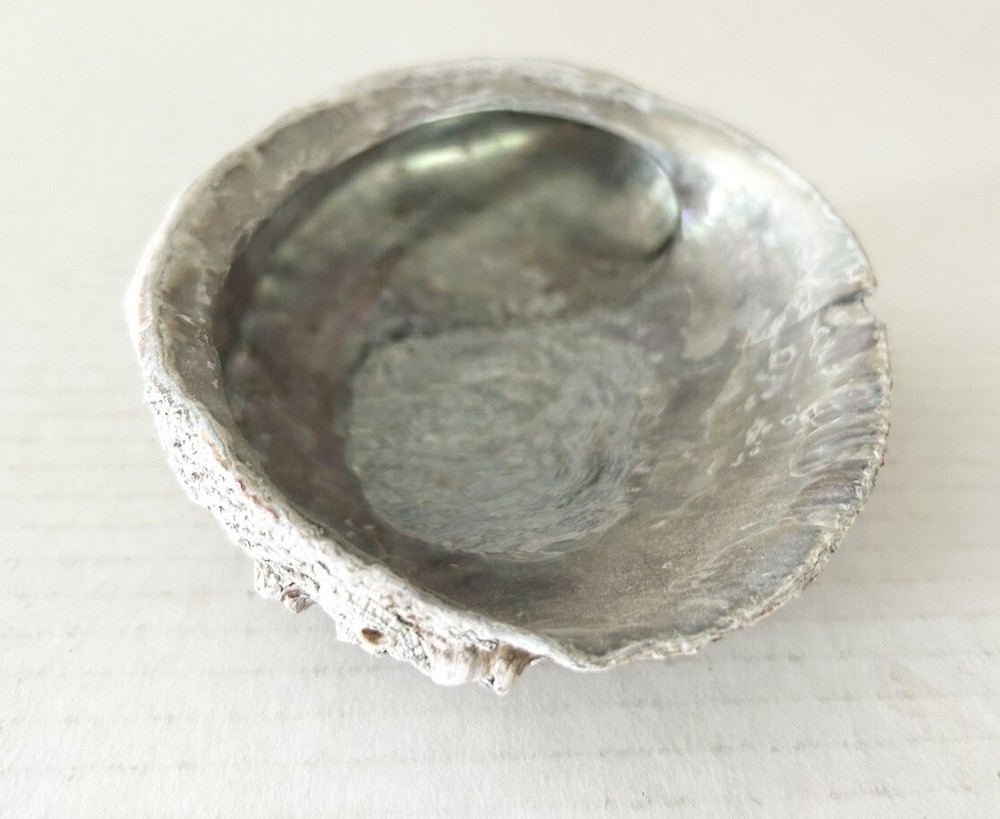 Large Natural Abalone Shell