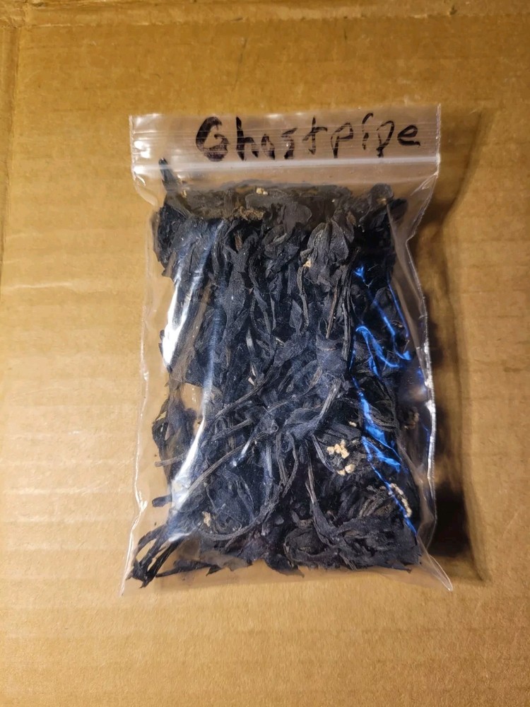 Herb Ghostpipe Dried Powerful Natural Painkiller