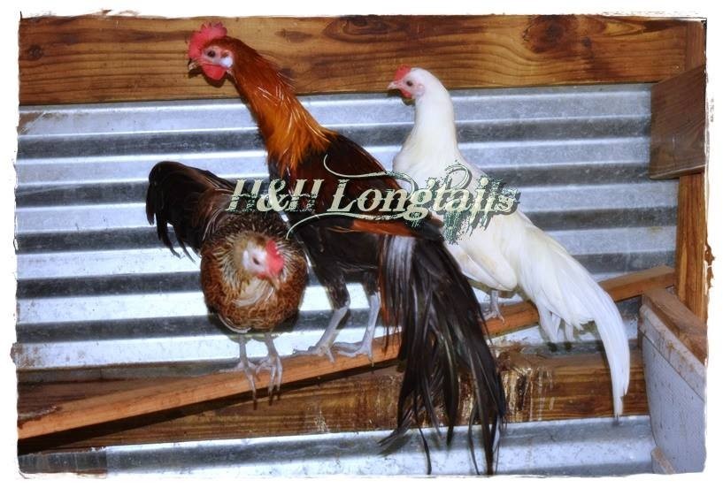 6+ Assorted color Phoenix longtail Chicken hatching eggs L@@K!