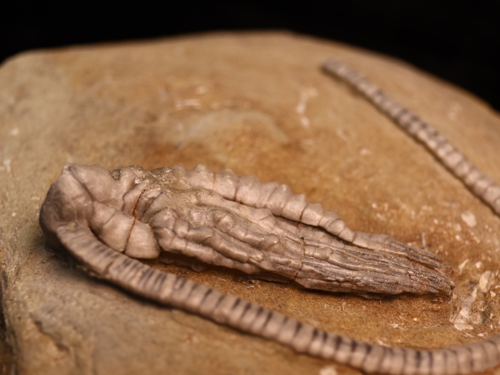 Wound Up Fossil Crinoid, Crawfordsville, IN