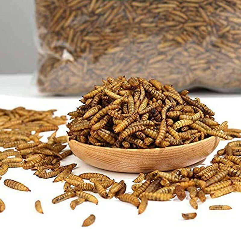 LOT Bulk Dried Mealworms Non-GMO for Wild Birds Food Blue Bird Chicken Hen Treat