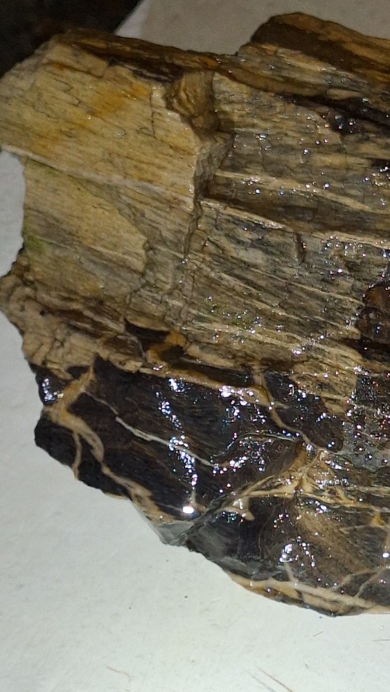 petrified wood log