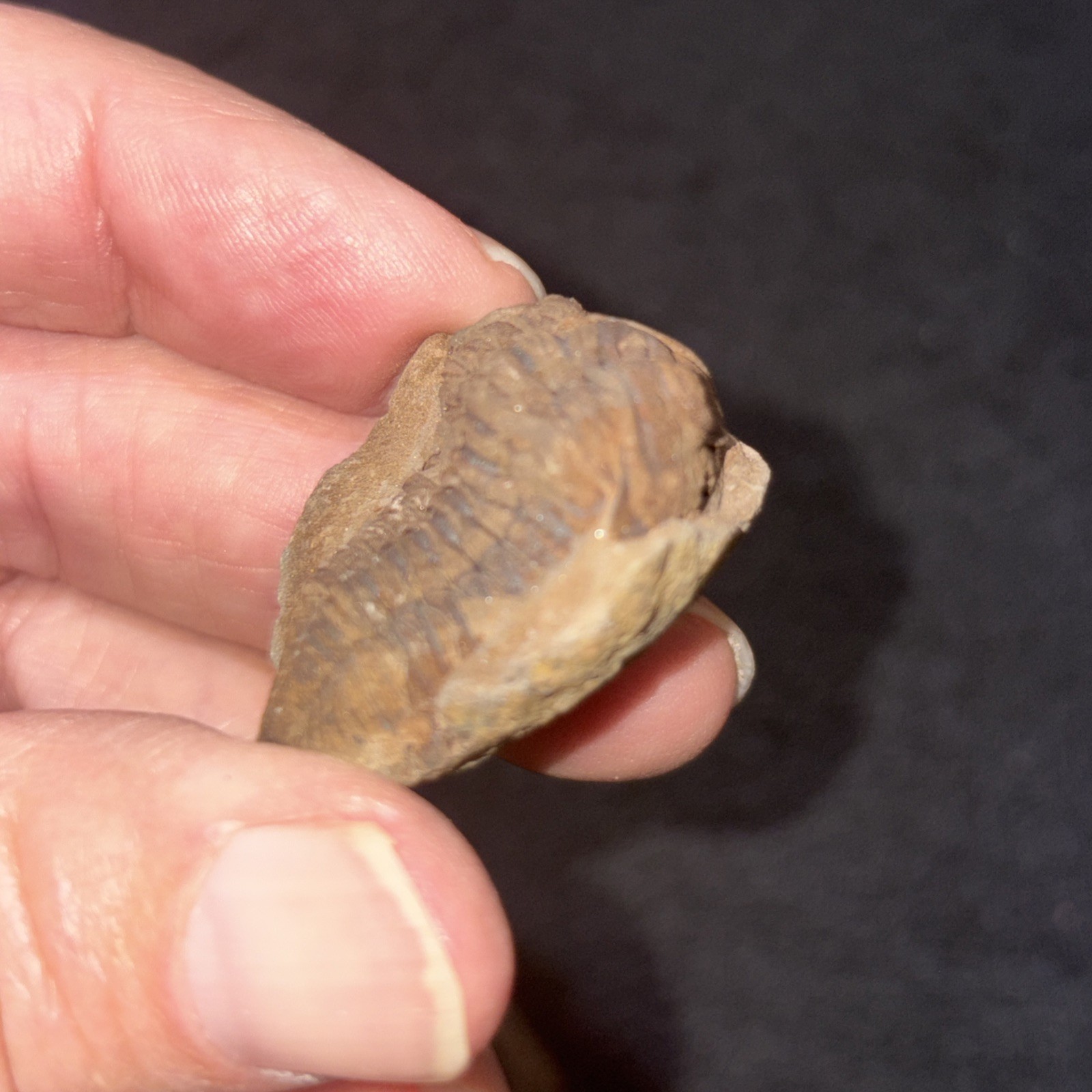 Fossil Trilobite Eldridgeia Venustus Devonian Bolivia POS & Neg (2 Pieces)