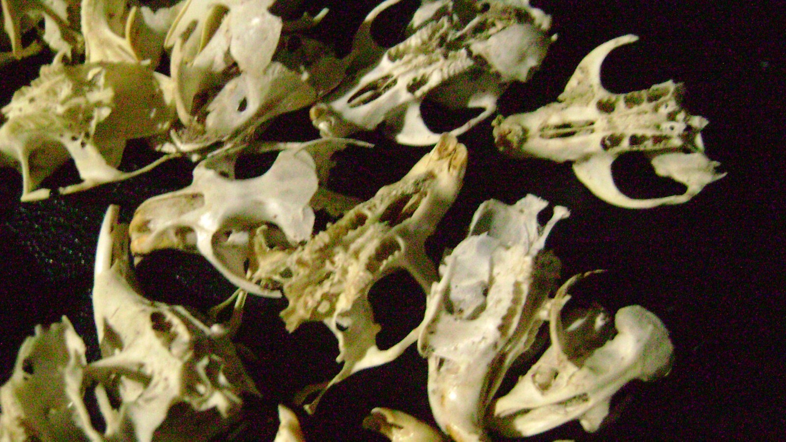 30 BROKEN RAT SKULLS real animal bones head skeleton taxidermy art crafts lot