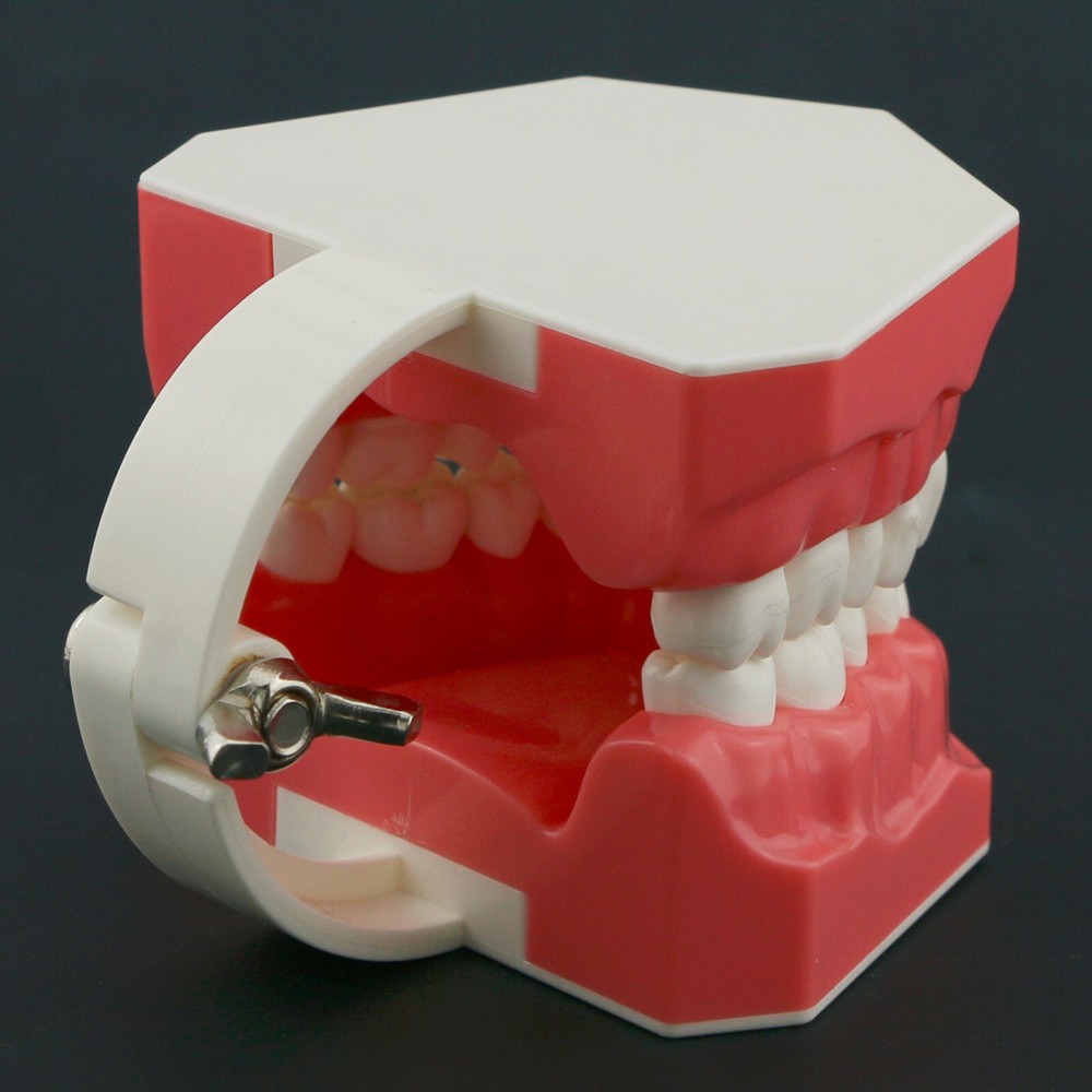 US Dental Teeth Model Brushing Flossing Studying Practice Teaching Model 7010-1