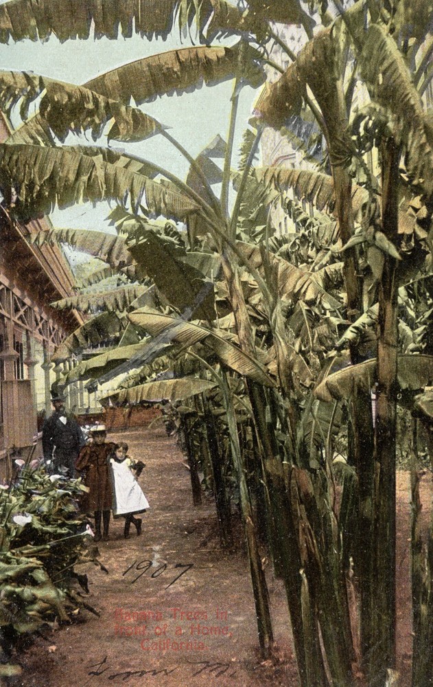 HANANA TREES, CA  -  PC7415