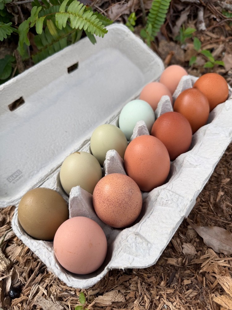 CHASING THE RAINBOW - 12 Olive Egger Hatching Eggs NPIP Certified, AI clean