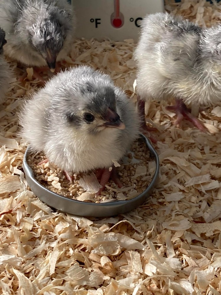 1 Dozen Lavender Orpington Hatching Eggs `