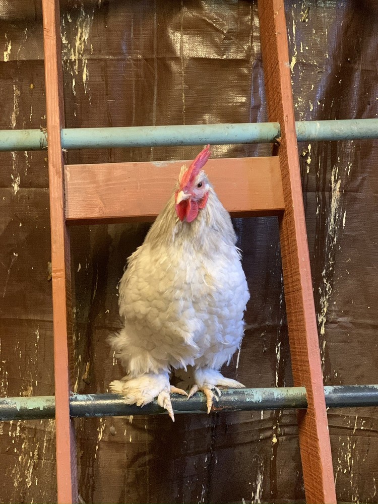 Bantam Cochin Eggs