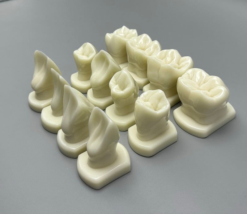 Dental Teeth Form Models Orthodontic Typodont Model Lab Teaching Tooth Study 12x
