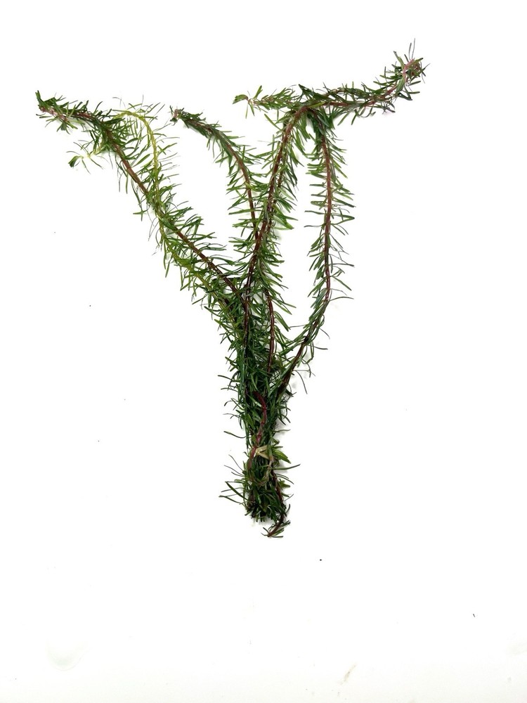 Aquatic Plants