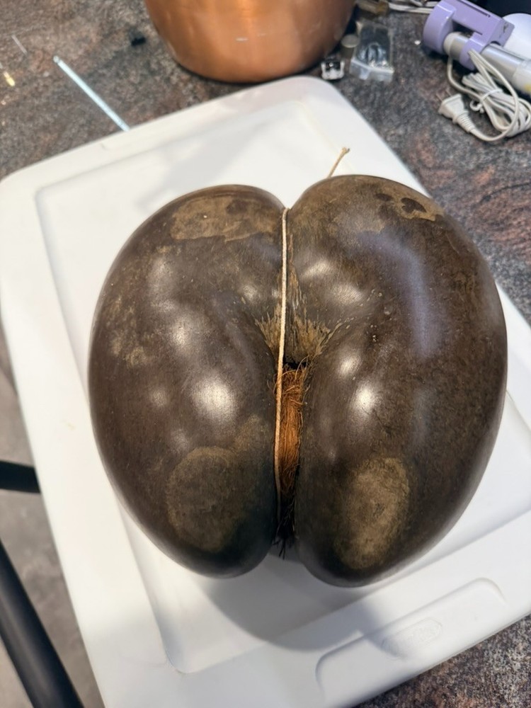 Coco De Mer Coconut, Seychelles Coconut