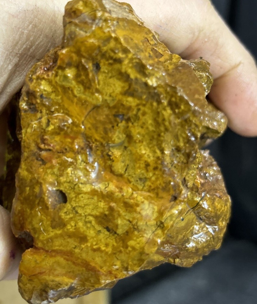 Colorful petrified wood