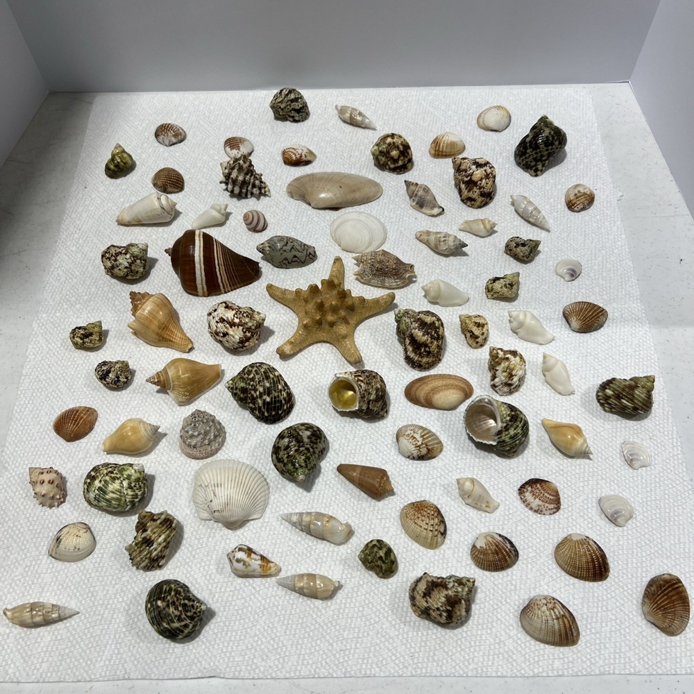 Sea Shells Assorted B1 80 Pieces