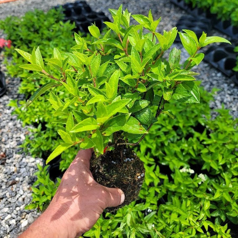 Limelight Panicle Hydrangea - Live Plant - ( 1 QT )