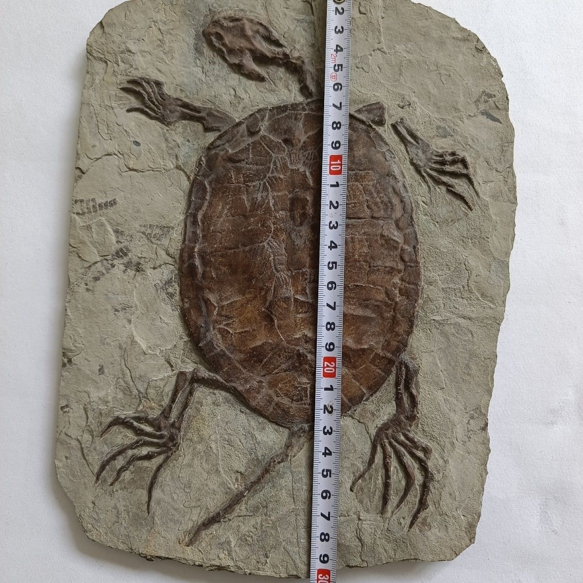 Unique Liaoxi ancient organism, Manchurian exquisite turtle fossil