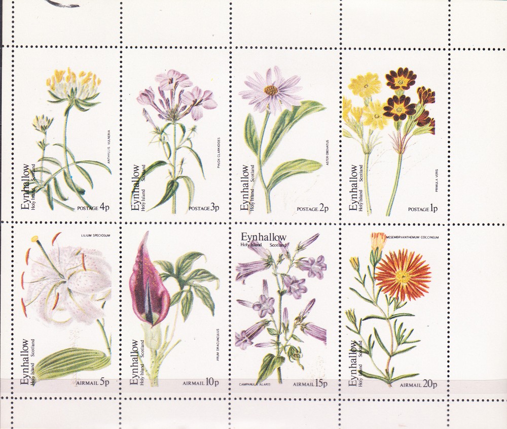 W EYNHALLOW 003 FLOWERS