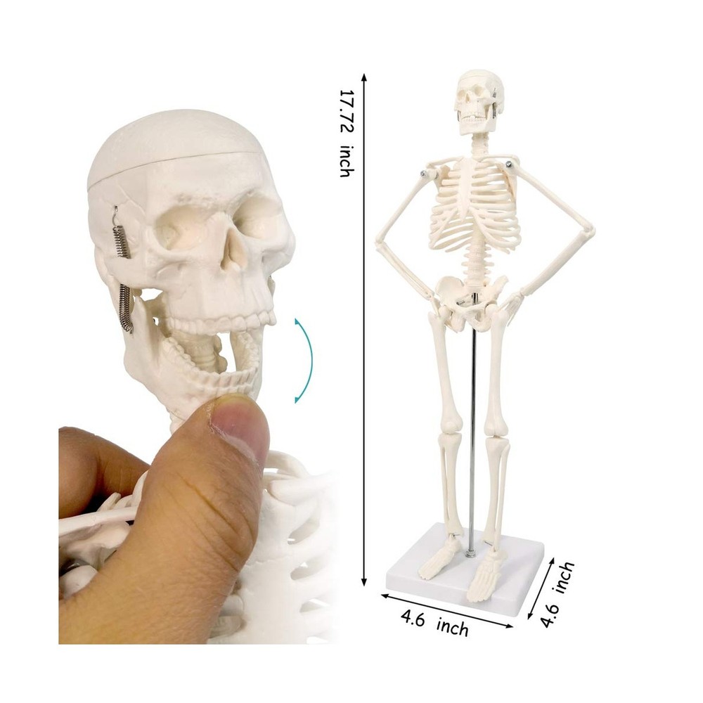 Human Skeleton Model,Skull Model,Heart Models-Best Anatomy Model Bundle Set o...