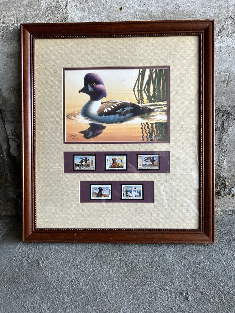 Framed 1995 Robert Steiner Goldeneye Duck Stamp Print with 5 State Stamps