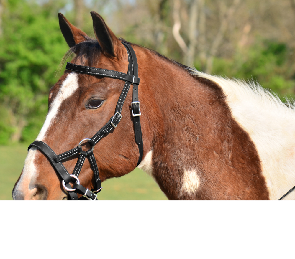 DRAFT HORSE SIZE Any Color SIDEPULL Bitless BRIDLE & REINS made w Beta Biothane