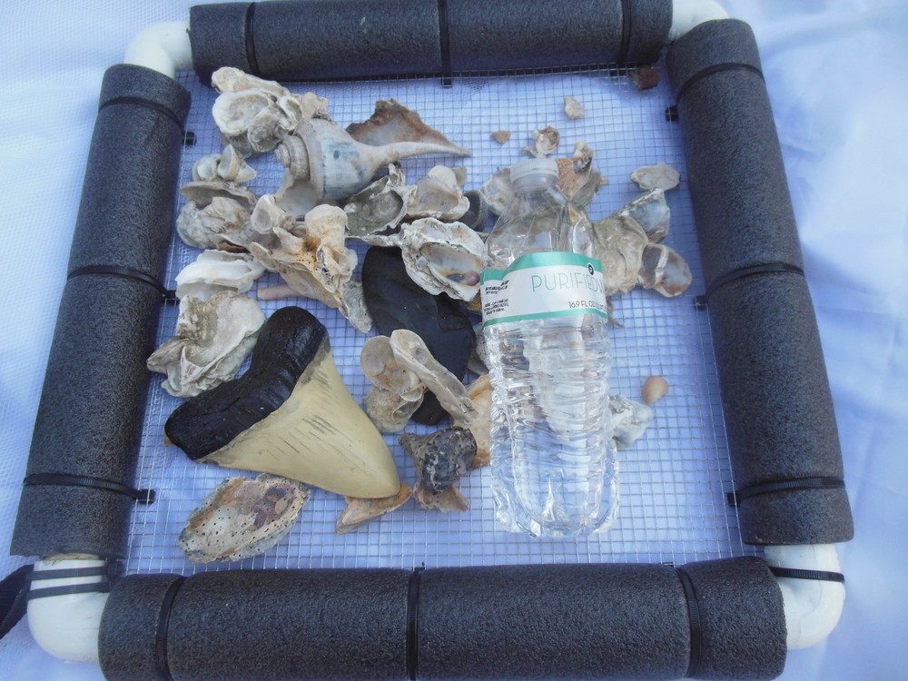 Floating Sifter Shark teeth/ Fossils/ Gems Small