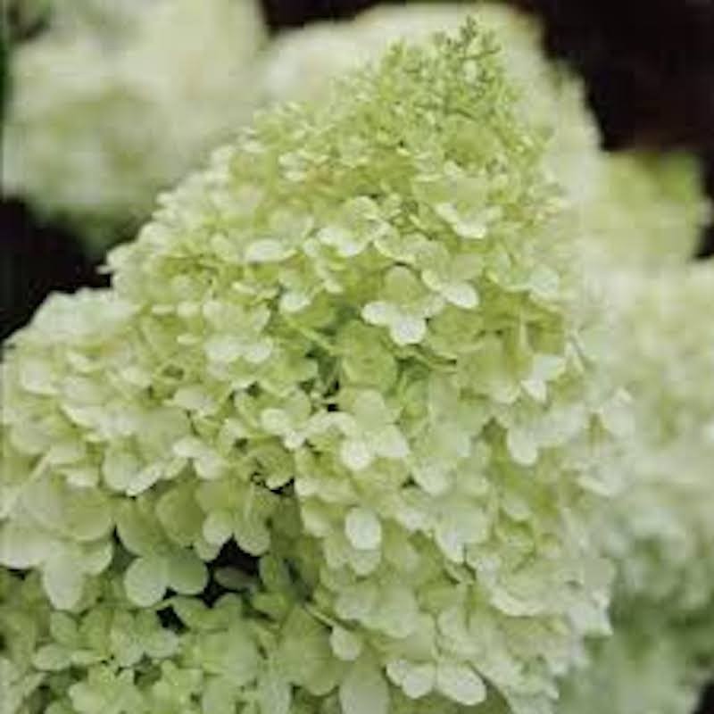 1 Limelight Hydrangea Starter Plug Hydrangea paniculata 'Limelight'