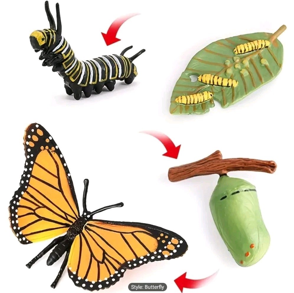 Butterfly Life Cycle Model Kit Educational Teaching Tools Learning Aids 4 Pcs