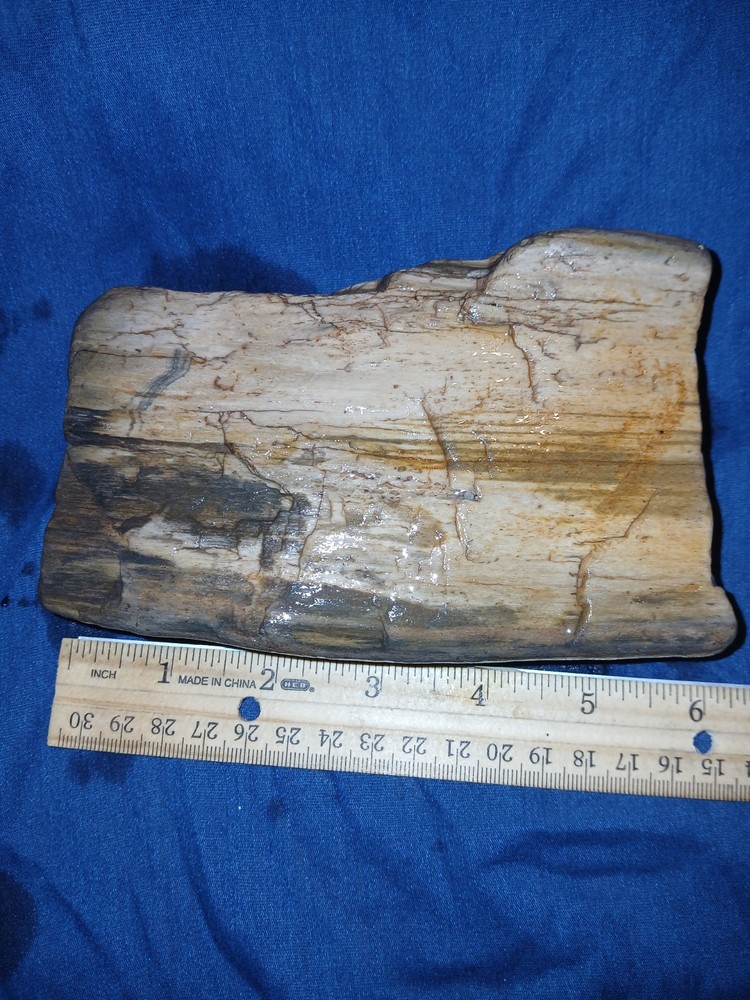 30 oz Petrified Wood