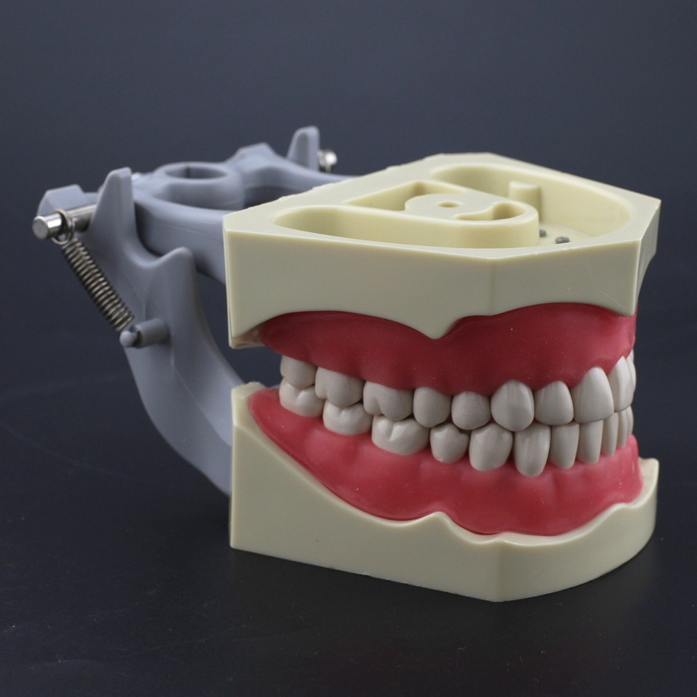 Columbia Dentoform Dental Typodont Model 32pcs Removable Teeth Soft Gingiva Pole