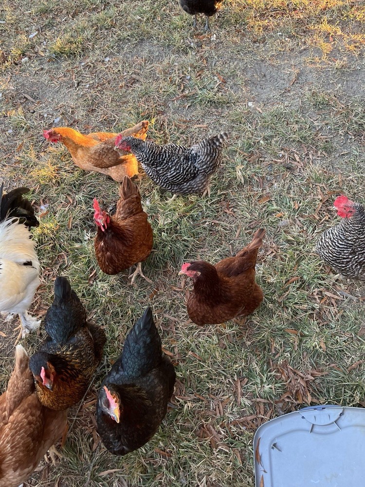 BYM Hatching Eggs