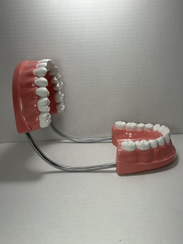 Teeth Dental Teaching Articulating Large Jaw