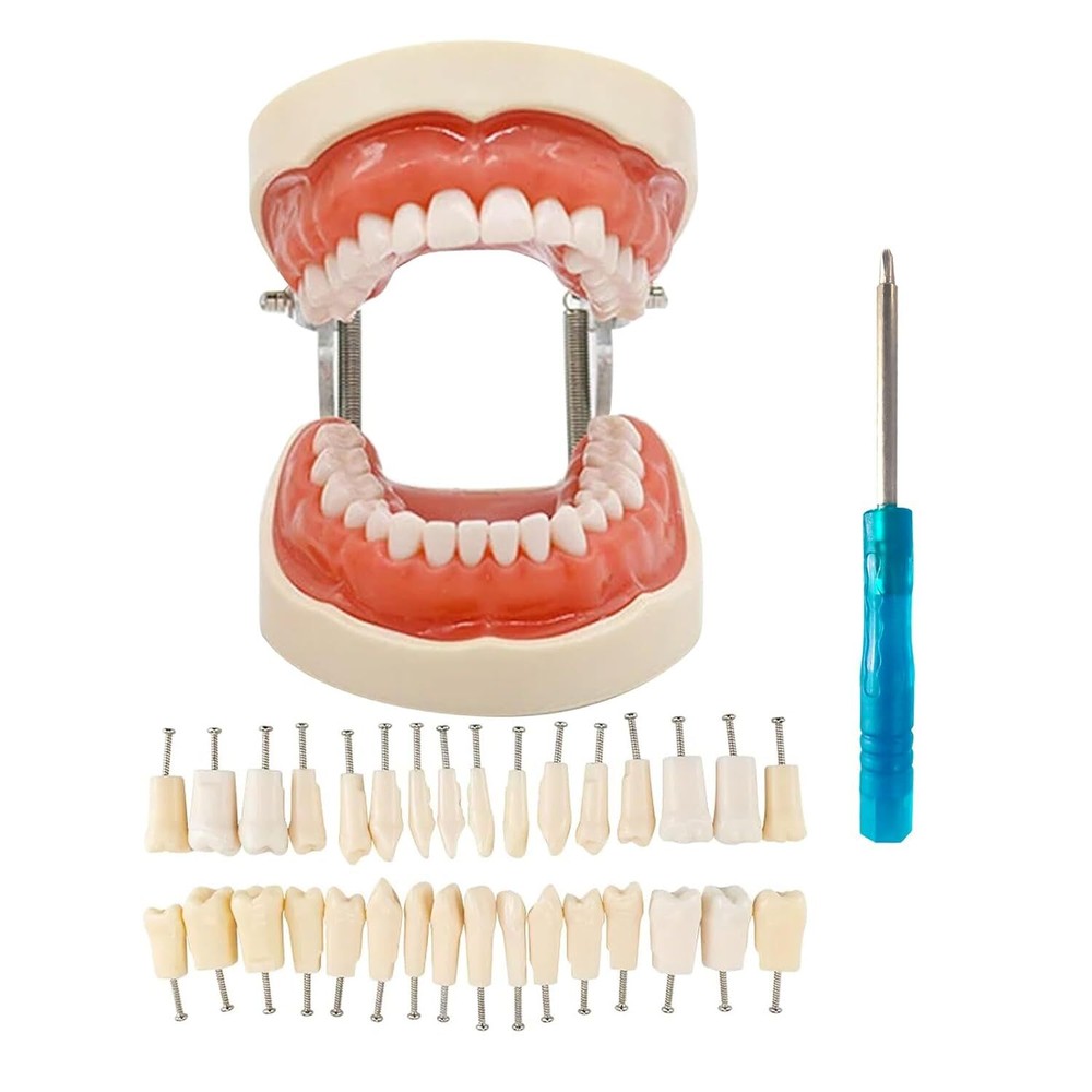 28/32Pcs Dental Typodont Model With Removable Teeth Soft Gingiva Teaching Model